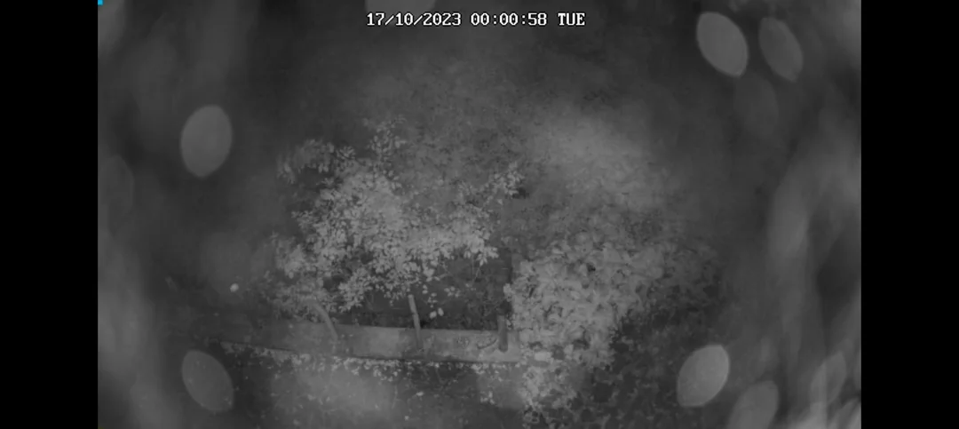 Không chú ý đến khả năng nhìn đêm